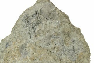 Two Cretaceous Brittle Stars (Ophiura) With Gastropods - Texas #143669