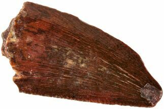 Serrated, Raptor Tooth - Real Dinosaur Tooth #238659