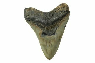 Fossil Megalodon Tooth - North Carolina #236801