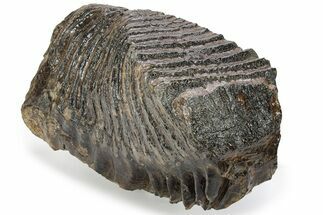 Fossil Woolly Mammoth Lower M Molar - Siberia #238759