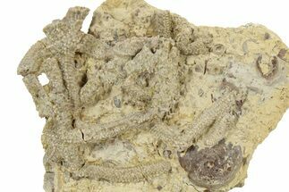 Rare Ordovician Starfish (Urasterella) Fossils - Oklahoma #145041