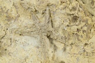 Rare, Ordovician Starfish (Petraster?) Fossil - Oklahoma #145043