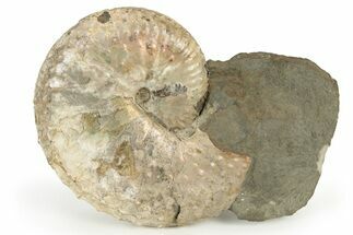 Iridescent Ammonite (Jeletzkytes) Fossil - Wyoming #180836