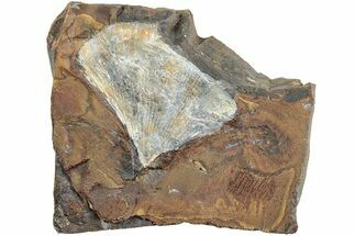 Fossil Ginkgo Leaf From North Dakota - Paleocene #238840