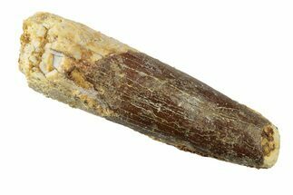 Fossil Sauropod Dinosaur (Rebbachisaurus) Tooth - Morocco #238725