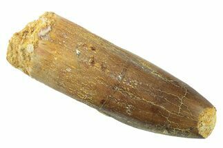 Fossil Sauropod Dinosaur (Titanosaur?) Tooth - Morocco #238736