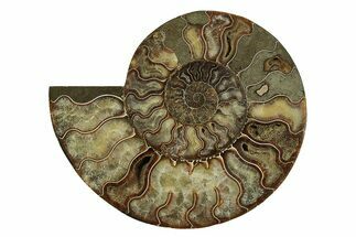 Cut & Polished Ammonite Fossil (Half) - Madagascar #238788