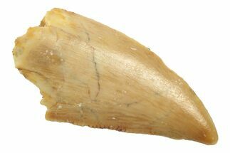 Serrated, Raptor Tooth - Real Dinosaur Tooth #238549