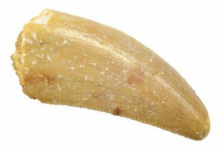 Serrated, Theropod (Deltadromeus?) Pre-Max Tooth - Morocco #238569