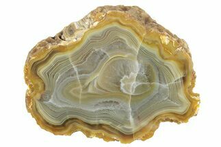 Polished Banded Island Agate Section - South Pacific #150536