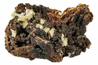 Sandwich Wulfenite Crystals On Matrix - Ojuela Mine, Mexico #239175