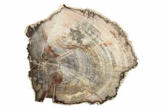Petrified Wood (Mahogany) Round - Myanmar #239336