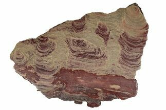 Huge, Polished Domal Stromatolite Slab - Western Australia #239344