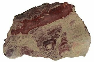 Huge, Polished Domal Stromatolite Slab - Western Australia #239345