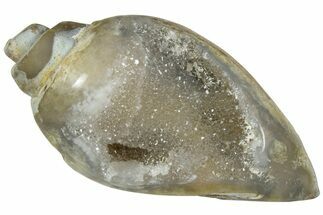 Chalcedony Replaced Gastropod With Sparkly Quartz - India #239296