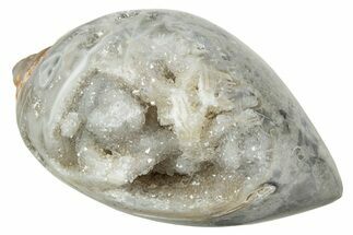 Chalcedony Replaced Gastropod With Sparkly Quartz - India #239303