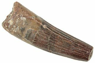 Fossil Spinosaurus Tooth - Real Dinosaur Tooth #239267