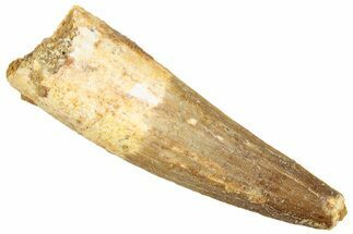 Fossil Spinosaurus Tooth - Real Dinosaur Tooth #239272