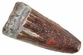 Fossil Spinosaurus Tooth - Real Dinosaur Tooth #239282