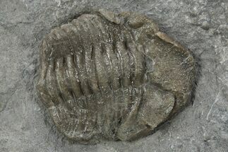 Wide Eldredgeops Trilobite Fossil - Silica Shale, Ohio #191143