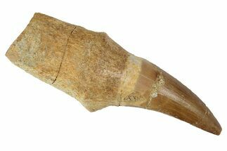 Fossil Rooted Mosasaur (Eremiasaurus) Tooth - Morocco #117006