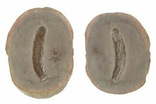 Fossil Polychaete Worm (Astreptoscolex) Pos/Neg - Illinois #147832