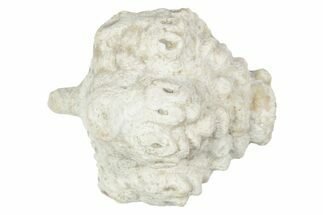 Fossil Crinoid (Dorycrinus) Calyx - Missouri #147834