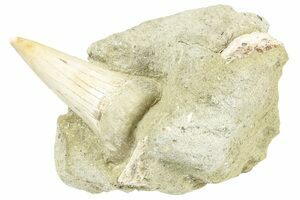 Fossil Great White Shark Tooth - 2.05 (#48887) For Sale 