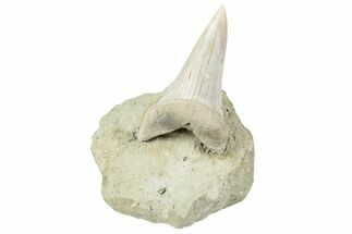 Shark Tooth (Carcharodon) Fossil on Sandstone - Bakersfield, CA #238331