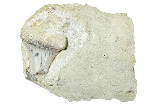 Bargain, Shark Tooth Fossil on Sandstone - Bakersfield, CA #238332