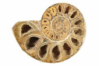 Jurassic Cut & Polished Ammonite Fossil (Half) - Madagascar #239403