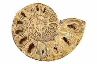 Jurassic Cut & Polished Ammonite Fossil (Half) - Madagascar #239415
