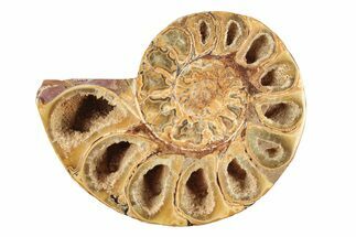 Jurassic Cut & Polished Ammonite Fossil (Half) - Madagascar #239435