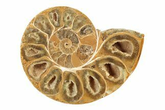 Jurassic Cut & Polished Ammonite Fossil (Half) - Madagascar #239448