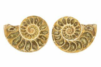 Jurassic Cut & Polished Ammonite Fossil - Madagascar #239364