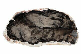 Cretaceous Petrified Wood (Aruacaria) Slab - Australia #239848
