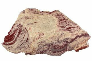 Polished Domal Stromatolite Slab - Billion Years Old #239891