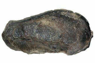 Polished Dinosaur Bone (Gembone) Slab - Utah #239922