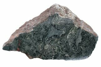 Polished Stromatolite (Alcheringa) Section - Billion Years #239938