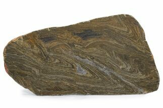 Polished Mesoproterozoic Stromatolite (Conophyton) - Australia #239952
