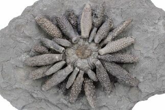 Jurassic Fossil Urchin (Reboulicidaris) - Amellago, Morocco #240002