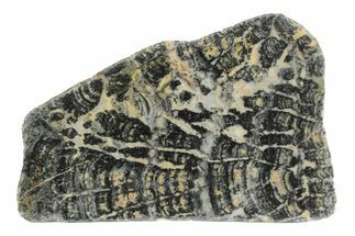 Proterozoic Columnar Stromatolite (Asperia) Section - Australia #239968