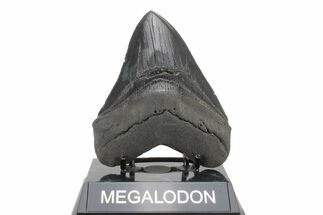 Serrated, Fossil Megalodon Tooth - South Carolina #239758