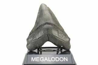 Fossil Megalodon Tooth - South Carolina #239766