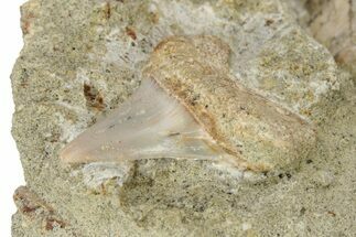Hooked White Shark Tooth Fossil on Sandstone - Bakersfield, CA #238325