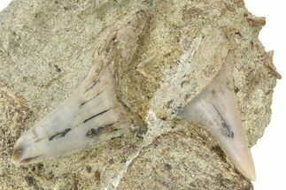 Two Shark Teeth Fossil on Sandstone - Bakersfield, CA #238327