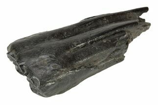Pleistocene Aged Fossil Horse Tooth - South Carolina #239793