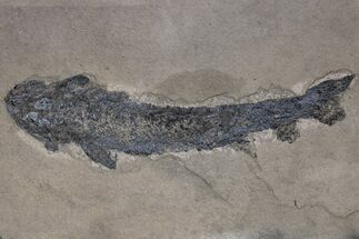 Rare, Devonian Fish (Gyroptychius) Fossil - Scotland #240209