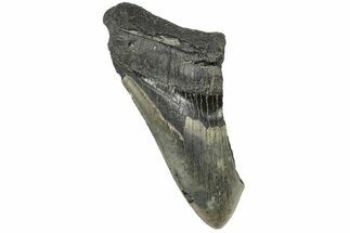 Partial Fossil Megalodon Tooth - South Carolina #240156