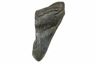 Partial, Fossil Megalodon Tooth - South Carolina #240158